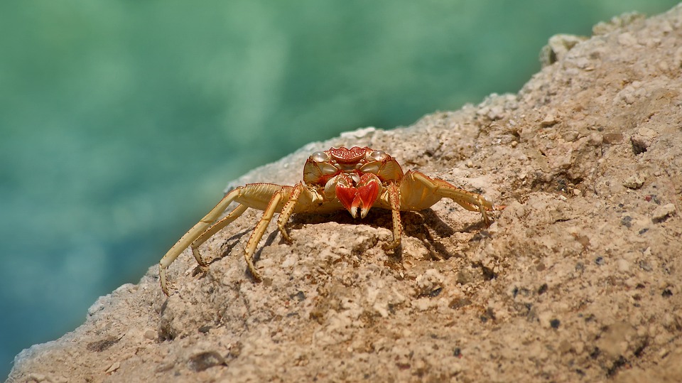 川ではなく 海や潮干狩りで捕まえたカニ 蟹 はえさに最適な食べ物は クロアチアワインソムリエ海事代理士の令和見聞録